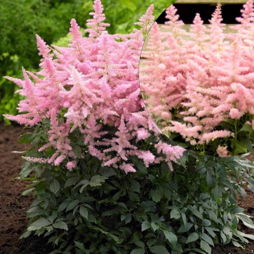 Astilbe arendsii 'Country and Western' - Arendsi astilbe 'Country and Western' C2/2L